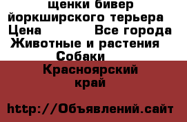 щенки бивер йоркширского терьера › Цена ­ 8 000 - Все города Животные и растения » Собаки   . Красноярский край